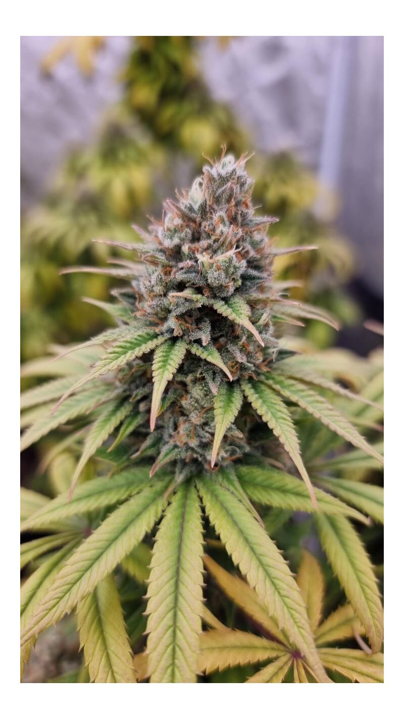 Gorilla Super Glue, Фасовка: 5, изображение 7